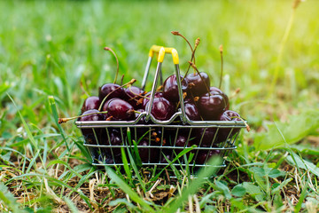 Mini shopping basket full of fresh red ripe cherries on green background
