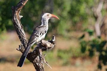 Rotschnabeltoko / Red-billed hornbill / Tockus erythrorhynchus