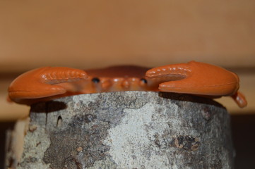 fake crab © Bree