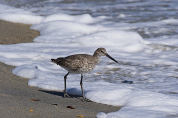 Willet 11