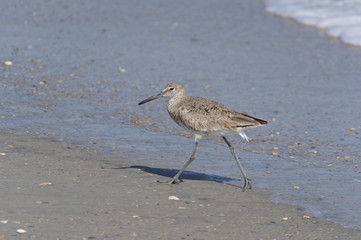 Willet 10