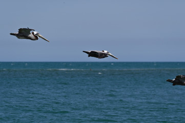 Fototapeta na wymiar Pelican Flight