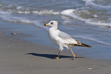 Ring-Billed Gull