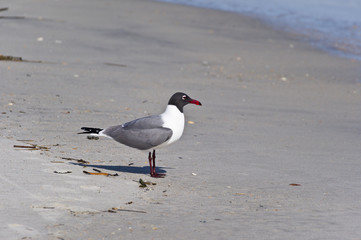 Laughing Gull on Beach