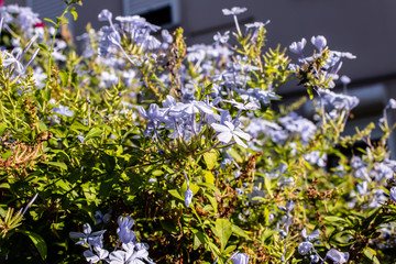 little cute purple flowers on green stems