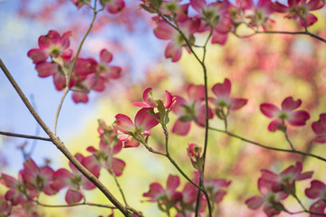 Fototapeta na wymiar Pink dogwood flowers blooming in the Spring