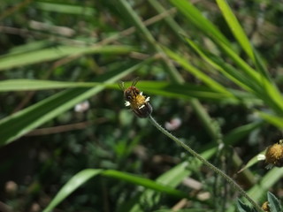 Bee visiting Tridax flowers