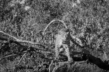 Fototapeta premium leopard in a tree