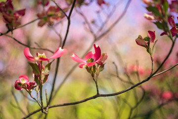 Pink dogwood flowers blooming in the Spring