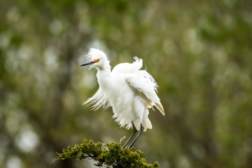 Snowy Egret, Egretta thula, a small white heron looks graceful in delicate whispy plumage on green branch and background