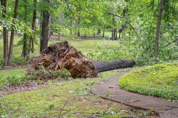 Large oak tree fallen in yard after tornado