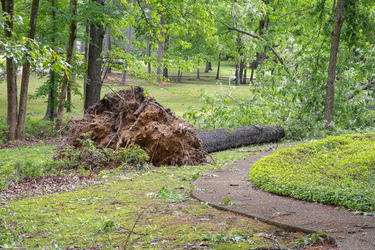 Large Oak Tree Fallen In Yard After Tornado