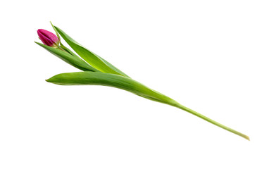 Beautiful tulip on white background