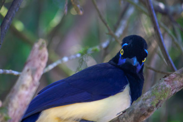  Plush-crested Jay