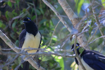 bird on a branch