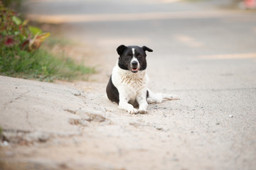 dog on the Street