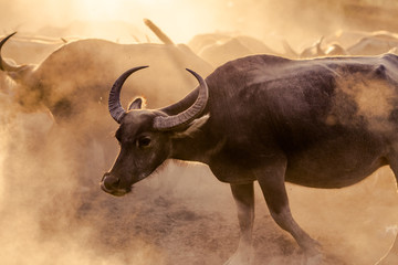 The background of animals (buffalo herds) that walk, run in the fields, are blurred by movement, live together in groups and use for agriculture, rice farming in Thailand.