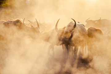 The background of animals (buffalo herds) that walk, run in the fields, are blurred by movement, live together in groups and use for agriculture, rice farming in Thailand.