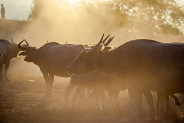 The background of animals (buffalo herds) that walk, run in the fields, are blurred by movement, live together in groups and use for agriculture, rice farming in Thailand.