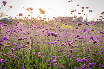 Closeup of blooming lavender flower field background on mountain under the red colors of the summer sunset.
