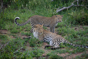 leopard and her cub