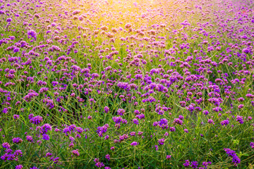Closeup of blooming lavender flower field background on mountain under the red colors of the summer sunset.