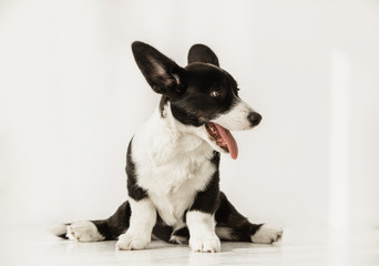 Portrait of black and white corgi doing splits and looking at side on a floor
