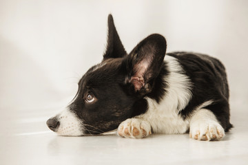 Close shot of black and white corgi lying and relaxing on a floor