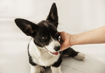 TOP VIEW: Close shot of black and white corgi sitting on a floor and woman's hand pet it