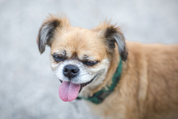 Background view of the dog's face close-up, Mediterranean Pomeranian species, not very large, with blurred movements, often kept as a lonely friend or sometimes at home