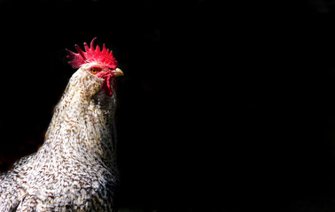 portrait of rooster isolated on black background with space for text © Gabriela Bertolini