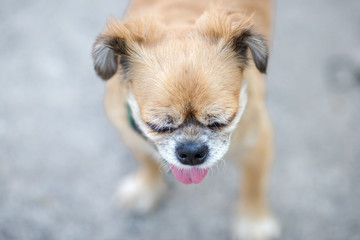 Background view of the dog's face close-up, Mediterranean Pomeranian species, not very large, with...