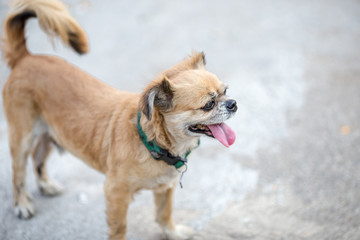Background view of the dog's face close-up, Mediterranean Pomeranian species, not very large, with blurred movements, often kept as a lonely friend or sometimes at home