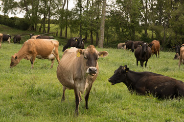 Inquisitive cattle and cows having their photo taken