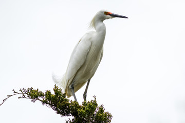 Snowy Egret, Egretta thula, a small white heron looks graceful and elegant in delicate whispy plumage on green branch and white background