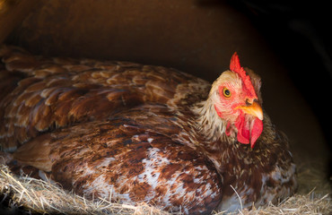 broody hen brooding in the nest of the farm