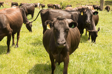 Inquisitive cattle and cows having their photo taken