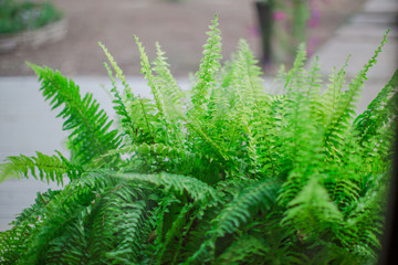 Blurred background of interior room (bakery coffee restaurant) by bringing a vase, wooden table Bookshelves, for the beauty of the shop and impressing those found 