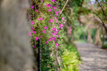 Obraz premium Blurred background of flowers, natural wallpaper in the park or decorative garden