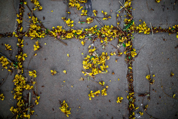 The background of the yellow flowers that fall on the concrete floor, is a deciduous or natural wind blowing, is a natural beauty of an art. 