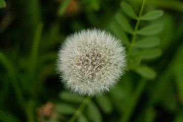 A single dandelion