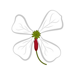 Isolated beautiful flower image. Vector illustration design