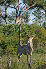 African Kudu