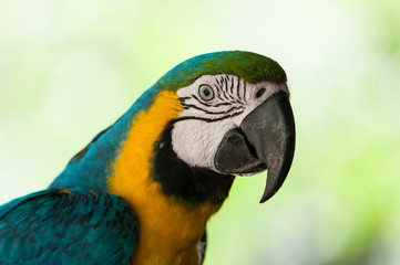 close up of green macaw parrot