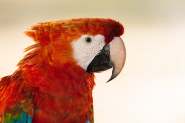 close up of red macaw parrot