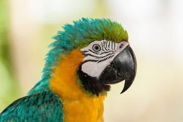 close up of green macaw parrot