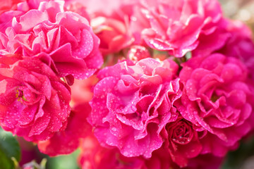 Fototapeta premium Background rose flower.