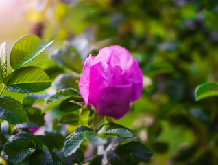 Blooming pink eglantine spring day