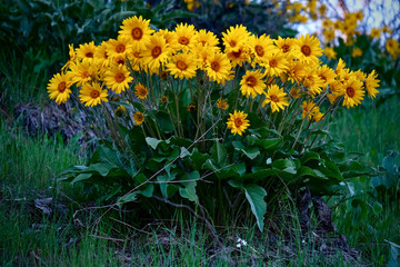 Arnica or Balsamroot flowers in full bloom near Leavenworth. Washington. United States