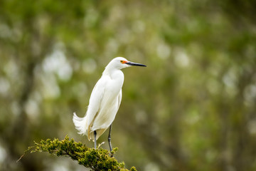 Snowy Egret, Egretta thula, a small white heron looks graceful in delicate whispy plumage on green branch and background